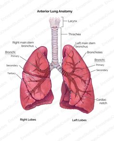 the anatomy of the lungs and its major organs, including the thoric lunge