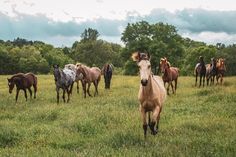 a herd of horses walking across a lush green field