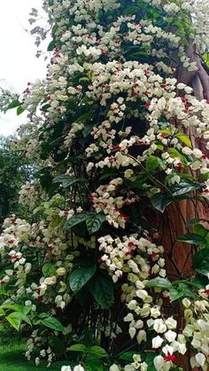 white and red flowers growing on the side of a tree trunk in a garden area