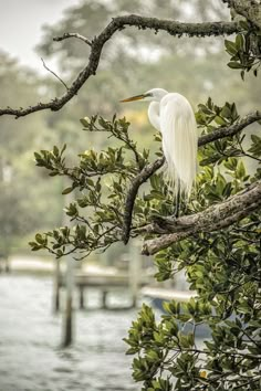 a large white bird perched on top of a tree next to water and trees in the background