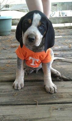 a dog wearing an orange shirt sitting on top of a wooden deck