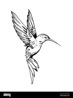 a black and white drawing of a hummingbird flying in the air with its wings spread out