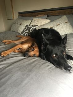 two dogs laying on top of a bed next to each other