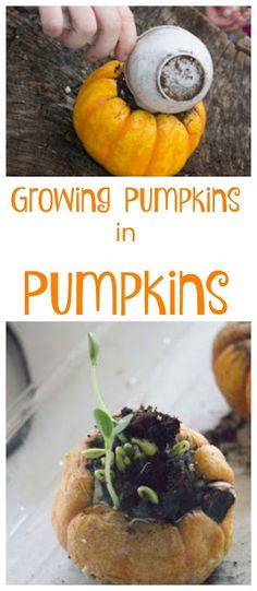 the cover of growing pumpkins in pumpkins is shown with pictures of different vegetables