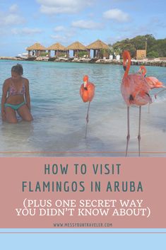 two flamingos in the water with text overlay that reads how to visit flamingos in arubaa plus one secret way you didn't know about