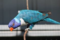 a blue and white bird sitting on top of a tree branch next to a building