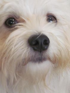 a close up of a small white dog