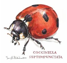 a drawing of a ladybug sitting on top of the words cococcinella, stepempuncata