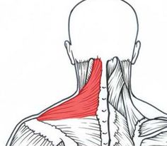 This easy myofascial release exercise will give you relief! Now anyone can treat their own tight shoulders and necks anywhere and anytime. Shoulder Bursitis, Stiff Neck, Myofascial Release, Shoulder Pain, Sciatica, Neck Pain