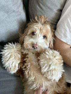 a small dog sitting on top of a person's lap