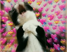 a black and white cat standing on it's hind legs in front of hearts