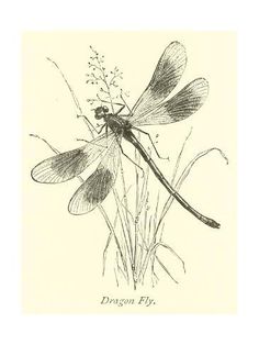 a drawing of a dragon fly sitting on top of a plant with its wings spread