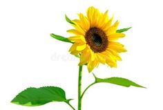 a single sunflower with green leaves on a white background