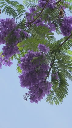 purple flowers and green leaves against a blue sky