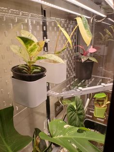 some plants are sitting on shelves in a room