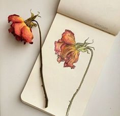 a flower sitting on top of an open notepad next to a pencil and watercolor drawing