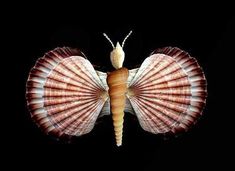 a shell shaped like a butterfly on a black background