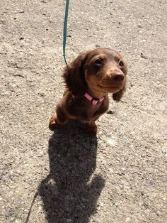 a small brown dog sitting on top of a dirt road next to a green leash