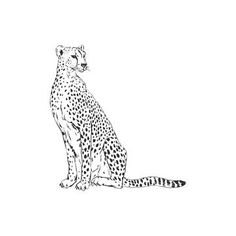 a black and white drawing of a cheetah sitting on the ground with its eyes closed