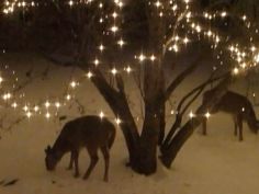 two deer standing in the snow next to a tree with christmas lights all over it