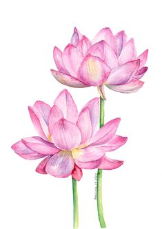 two pink water lilies on a white background