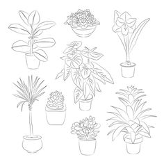 a line drawing of potted plants in different shapes and sizes on a white background