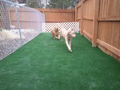 two dogs are walking in the grass near a fence and wooden fenced area with green artificial turf