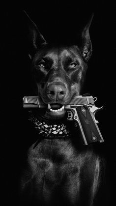 Dogs Doberman, Scary Dogs, Dog Wallpaper, Cat And Dog, Doberman, A Dog, Black And White, Dogs