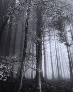 black and white photograph of trees in the foggy forest with leaves on them,