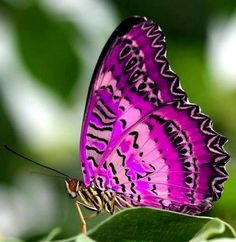 a purple butterfly sitting on top of a green leaf