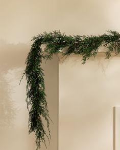 a green plant is growing on the corner of a white wall next to a mirror