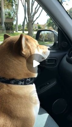 a dog sitting in the passenger seat of a car with its head out the window