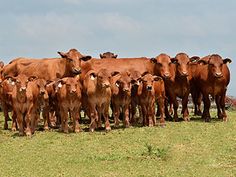 a herd of brown cows standing on top of a grass covered field next to each other