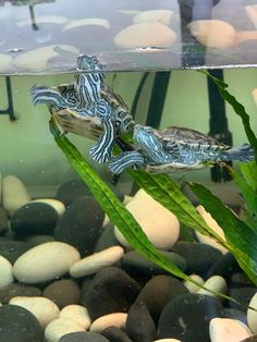 two turtles in an aquarium with rocks and plants