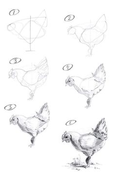 some chicken drawings are shown in black and white