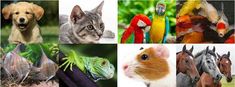 there are many different pictures of animals and birds in the picture, one is a cat