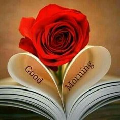 a red rose sitting on top of an open book with the words good morning written on it