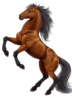 a brown horse is standing on its hind legs