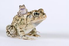 a frog sitting on top of another toad