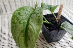 a green plant sitting on top of a white table next to a potted plant