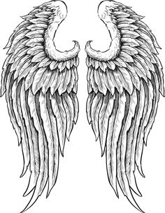 two large wings with black and white lines on the wings are drawn by hand in pencil