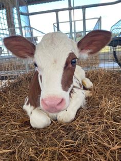 a brown and white cow laying on top of dry grass in a caged area