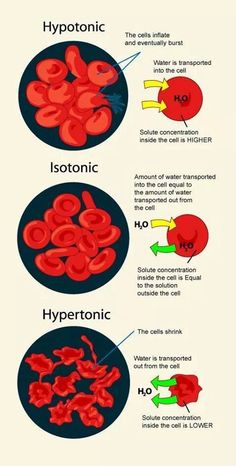 the different types of blood vessels and their functions