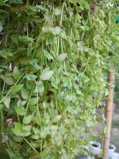 green plants are growing on the side of a wall in an outdoor area with potted plants