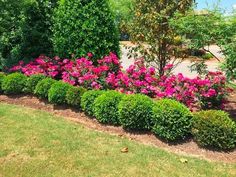 pink flowers are in the middle of a flower bed with green bushes and trees behind it