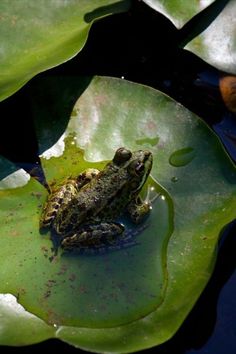 a frog sitting on top of a lily pad