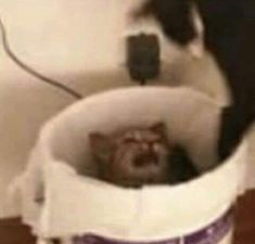 a black and white cat sitting in a bucket