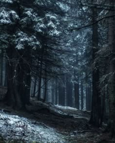 a dark forest with snow on the ground