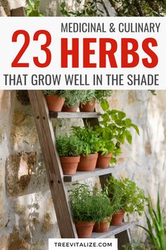 a ladder with herbs growing on it and the words 23 herbs that grow well in the shade