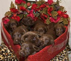 a bunch of chocolate puppies sitting in a box